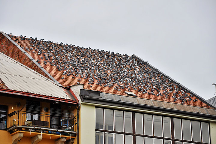 A2B Pest Control are able to install spikes to deter birds from roofs in Clapham. 