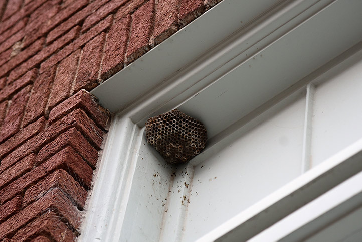 We provide a wasp nest removal service for domestic and commercial properties in Clapham.